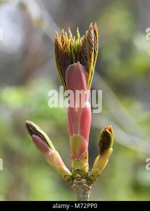 Acero di monte tree germinazione in primavera Foto Stock