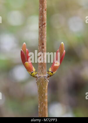 Platano albero di acero con boccioli in primavera Foto Stock