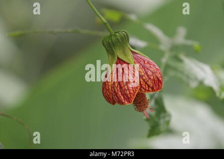 Abutilon pictum Foto Stock