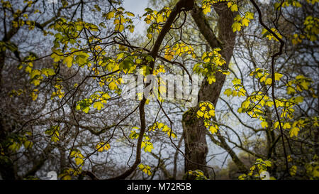 Close-up di luce del sole sui rami di alberi Foto Stock