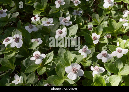 Creeping sanguinello (Cornus canadensis) . Un campo di creeping sanguinello visualizza questo subshrub erbacee di fiori bianchi. Foto Stock