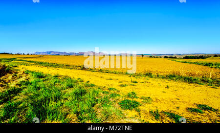 Paesaggio con le fertili terreni coltivati lungo l'autostrada R26, allo stato libero Provincia del Sud Africa Foto Stock