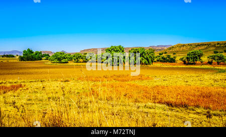 Paesaggio con le fertili terreni coltivati lungo l'autostrada R26, allo stato libero Provincia del Sud Africa Foto Stock