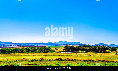 Paesaggio con le fertili terreni coltivati lungo l'autostrada R26, allo stato libero Provincia del Sud Africa, con le catene montuose del Lesotho in backgro Foto Stock