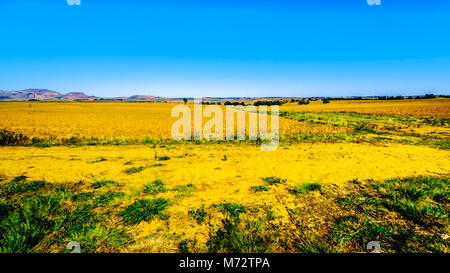 Paesaggio con le fertili terreni coltivati lungo l'autostrada R26, allo stato libero Provincia del Sud Africa Foto Stock