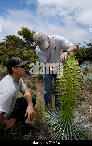 Park biologo Mark Wasser e Rob Robichaux impollinare a mano un Ka'ū . Foto Stock