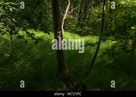 Grande Equiseto (Equisetum telmateia), Equisetaceae Foto Stock