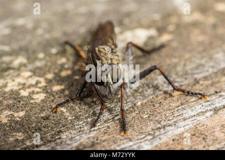 Il Kite-tailed Robberfly (Tolmerus atricapillus), maschio Foto Stock