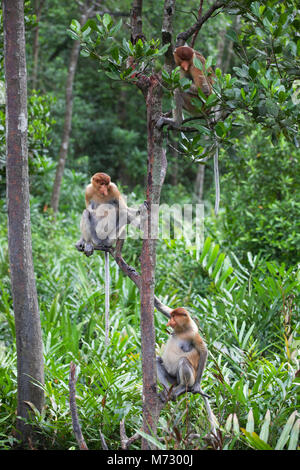 Tre proboscide Monkey femmine (Nasalis larvatus) seduta nella struttura ad albero in costiera della foresta di mangrovie Foto Stock