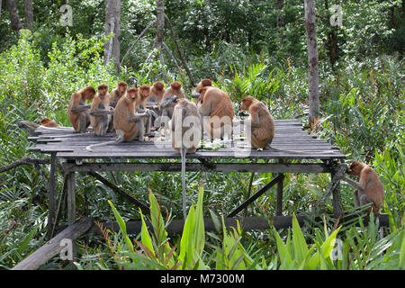 Proboscide Monkey harem (Nasalis larvatus) mangiare i cetrioli e le frittelle alla piattaforma di alimentazione in Labuk Bay santuario Foto Stock