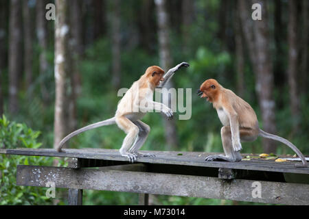 Wild capretti proboscide scimmie (Nasalis larvatus) giocando sulla piattaforma di alimentazione nel santuario della fauna selvatica Foto Stock
