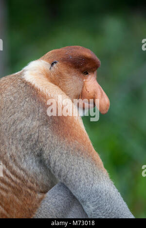 Proboscide di scimmia (Nasalis larvatus) maschio dominante Foto Stock
