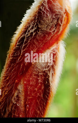 Un trailside Heliconia, noto anche come un astice-artiglio, pende trailside nella riserva privata di Catarata del Toro in Costa Rica Foto Stock