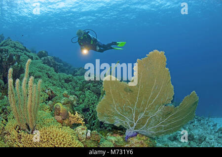 Sommozzatore in una scogliera corallina caraibica con un gigante seafan (Gorgonia ventalina), Curacao, Antille olandesi, Caraibi, il Mar dei Caraibi Foto Stock