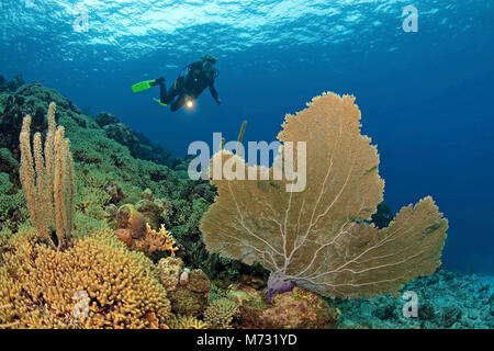 Sommozzatore in una scogliera corallina caraibica con un gigante seafan (Gorgonia ventalina), Curacao, Antille olandesi, Caraibi, il Mar dei Caraibi Foto Stock