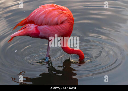 Caraibi Flamingo a Slimbridge Foto Stock