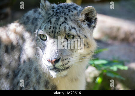 Big white cat snow leopard - Irbis, Uncia uncia Foto Stock