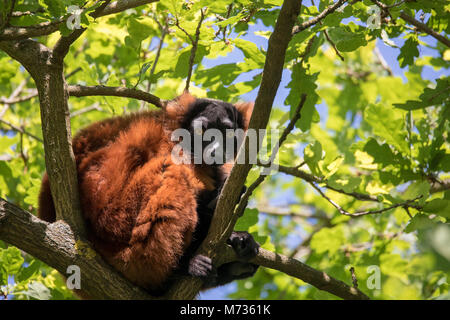 Madagascar rosso lemure ruffed, Varecia rubra, sulla sommità della struttura Foto Stock