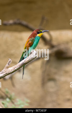 Riccamente colorata gruccione bird Foto Stock