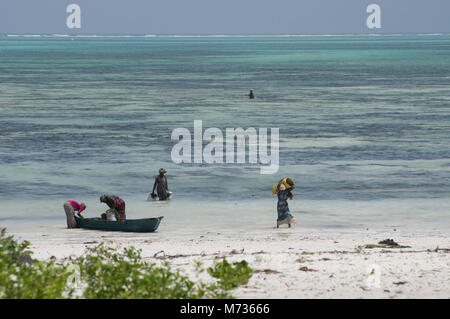 Sambuco tradizionale di barche da pesca a bassa marea nella spiaggia di Jambiani Zanzibar Tanzania con alghe marine agricoltore donna e la sabbia bianca Foto Stock