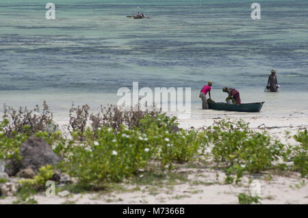 Sambuco tradizionale di barche da pesca a bassa marea nella spiaggia di Jambiani Zanzibar Tanzania con alghe marine agricoltore donna e la sabbia bianca Foto Stock