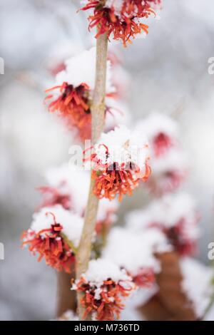 Hamamelis × intermedia 'Diane' amamelide Foto Stock