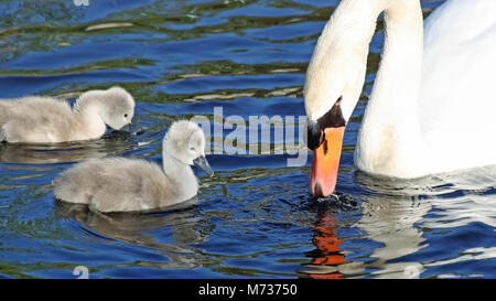 Cigno la madre ed i suoi due piccoli baby Cygnets nuotare e alimentazione in acqua Foto Stock