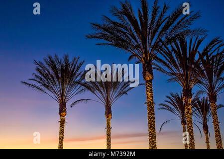 Illumina le palme a La Jolla, California Foto Stock