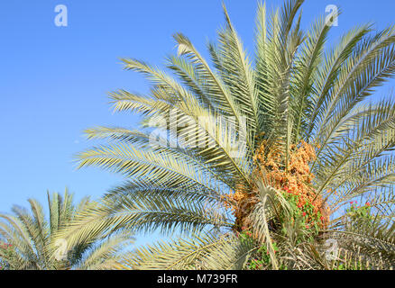 Palme da dattero quasi pronto a raccogliere i frutti da qui ad Abu Dhabi, Emirati arabi uniti Foto Stock