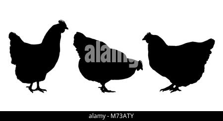 Sagome realistiche di tre galline e polli - vettore isolato su sfondo bianco Illustrazione Vettoriale