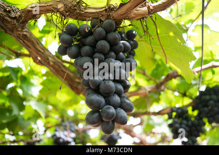 Focus mazzetto seedless uva sulla vite in vigna Foto Stock