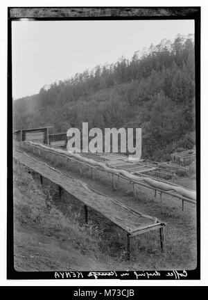 L'essiccazione del caffè in Kenya è un passo importante nella lavorazione dei chicchi di caffè. L'immagine mostra i chicchi disposti al sole, un metodo tradizionale per asciugare il caffè prima di un'ulteriore lavorazione. Questo processo aiuta a ridurre l'umidità e a migliorare il profilo aromatico dei chicchi. Foto Stock