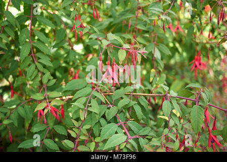 Fuchsia viola infiorescenza Foto Stock