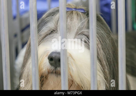 Birmingham, Regno Unito. 8 Mar, 2018. Il primo giorno di Crufts, il più grande e il più famoso dog show nel mondo, al NEC di Birmingham. Credito: Pietro Lopeman/Alamy Live News Foto Stock