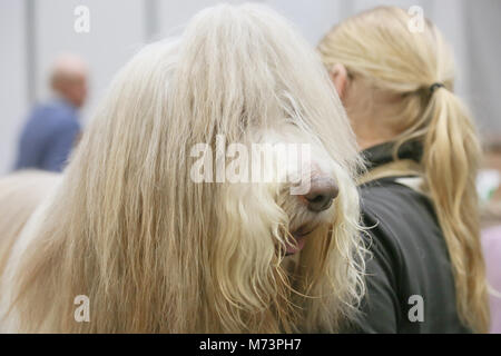 Birmingham, Regno Unito. 8 Mar, 2018. Il primo giorno di Crufts, il più grande e il più famoso dog show in tutto il mondo, un barbuto Collie rilassa pazientemente in attesa del prossimo evento, al NEC di Birmingham. Credito: Pietro Lopeman/Alamy Live News Foto Stock