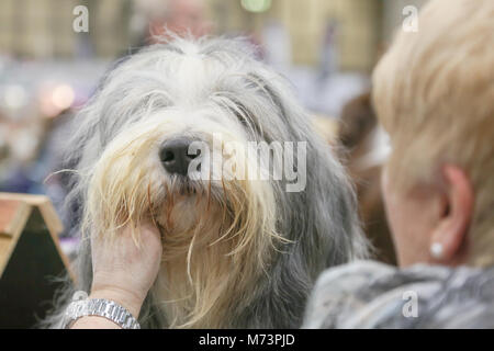 Birmingham, Regno Unito. 8 Mar, 2018. Il primo giorno di Crufts, il più grande e il più famoso dog show in tutto il mondo, un barbuto Collie è dato last minute toelettatura al NEC di Birmingham. Credito: Pietro Lopeman/Alamy Live News Foto Stock