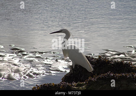 Il Warren, Rosscarbery, Cork, Irlanda. 8 Marzo, 2018. Una Garzetta (Egretta garzetta) godendo il sole del mattino, pesca nei fondali bassi di Warren, a Rosscarbery. Credito: aphperspective/ Alamy Live News Foto Stock