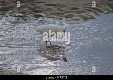 Il Warren, Rosscarbery, Cork, Irlanda. 8 Marzo, 2018. Una Garzetta (Egretta garzetta) godendo il sole del mattino, pesca nei fondali bassi di Warren, a Rosscarbery. Credito: aphperspective/ Alamy Live News Foto Stock