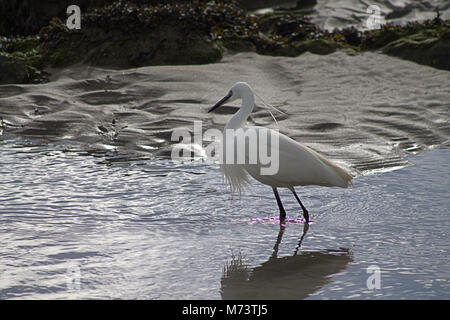 Il Warren, Rosscarbery, Cork, Irlanda. 8 Marzo, 2018. Una Garzetta (Egretta garzetta) godendo il sole del mattino, pesca nei fondali bassi di Warren, a Rosscarbery. Credito: aphperspective/ Alamy Live News Foto Stock