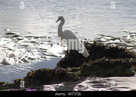 Il Warren, Rosscarbery, Cork, Irlanda. 8 Marzo, 2018. Una Garzetta (Egretta garzetta) godendo il sole del mattino, pesca nei fondali bassi di Warren, a Rosscarbery. Credito: aphperspective/ Alamy Live News Foto Stock