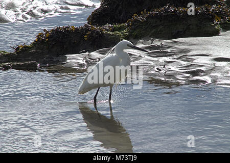 Il Warren, Rosscarbery, Cork, Irlanda. 8 Marzo, 2018. Una Garzetta (Egretta garzetta) godendo il sole del mattino, pesca nei fondali bassi di Warren, a Rosscarbery. Credito: aphperspective/ Alamy Live News Foto Stock