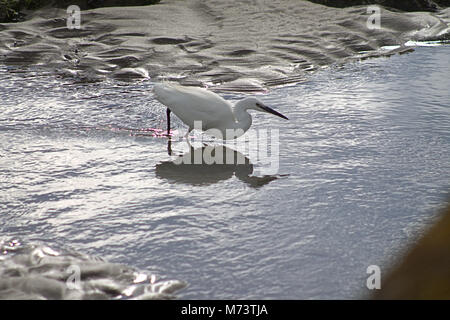 Il Warren, Rosscarbery, Cork, Irlanda. 8 Marzo, 2018. Una Garzetta (Egretta garzetta) godendo il sole del mattino, pesca nei fondali bassi di Warren, a Rosscarbery. Credito: aphperspective/ Alamy Live News Foto Stock