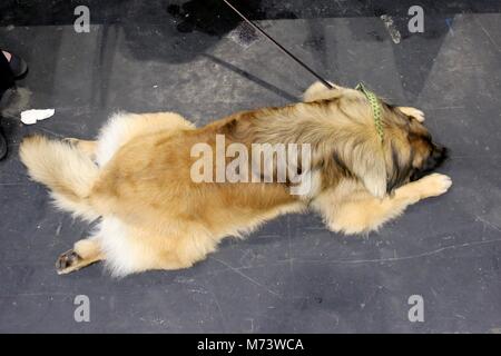 8 marzo 2018. Birmingham, Regno Unito. Un Leonburger giace piatto su il primo giorno di Crufts 2018. ©️Jon Freeman/Alamy Live News Foto Stock