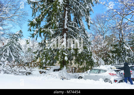 Chappaqua, NY, STATI UNITI D'AMERICA, 8 marzo 2018. Scavo dal più grande tempesta di neve negli anni che seppellì il suburban Westchester County New York città di Chappaqua con fino a 13,5 pollici di neve. Credito: Marianne Campolongo/Alamy Live News. Modello di ha e la proprietà release. Un maestoso torreggianti Abete rosso albero Picea abies torri oltre l'uomo di mezza età le vetture e la casa alla fine del viale. Foto Stock