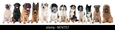 Gruppo di cani di taglia grande di fronte a uno sfondo bianco Foto Stock