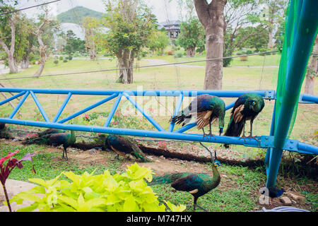 Peacock è vivere in grotta. Maschio peafowl indiano o peafowl blu, una grande e colorata luminosamente bird, è una specie di peafowl nativo di Asia del Sud. Foto Stock