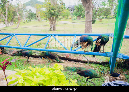 Peacock è vivere in grotta. Maschio peafowl indiano o peafowl blu, una grande e colorata luminosamente bird, è una specie di peafowl nativo di Asia del Sud. Foto Stock