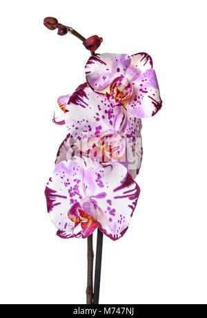 Pink orchid davanti a uno sfondo bianco Foto Stock