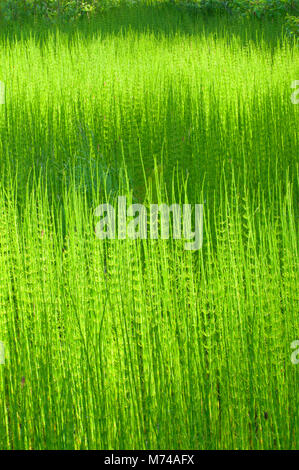 Equiseto reed lungo Skunk cavolo Trail, Revelstoke National Park, British Columbia, Canada Foto Stock