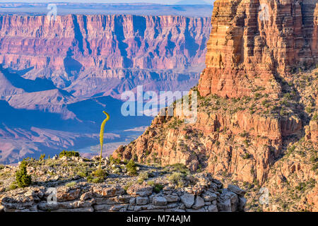 Le splendide viste dall'Orlo Sud del Grand Canyon e il Fiume Colorado in esecuzione attraverso di esso. Foto Stock